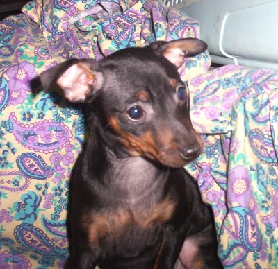 Brindle Miniature Pinscher