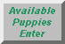 Available Puppies Enter