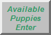 Available Puppies Enter